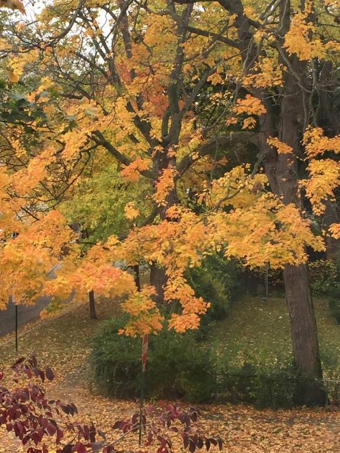 Апартаменты Oak Park Beauties - Tree Lined Streets - Walkable Экстерьер фото
